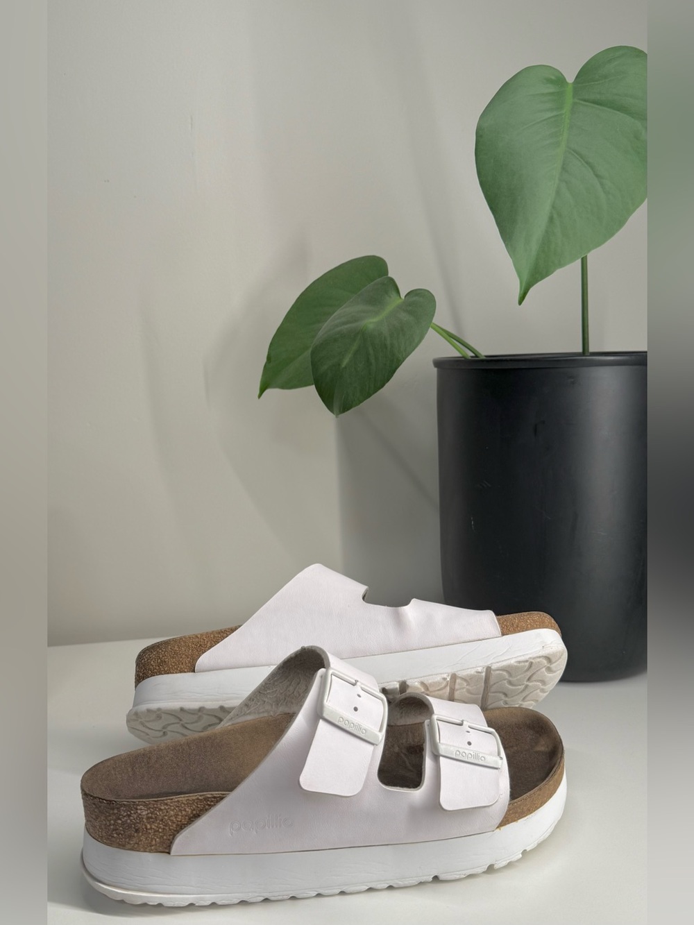 papillio birks